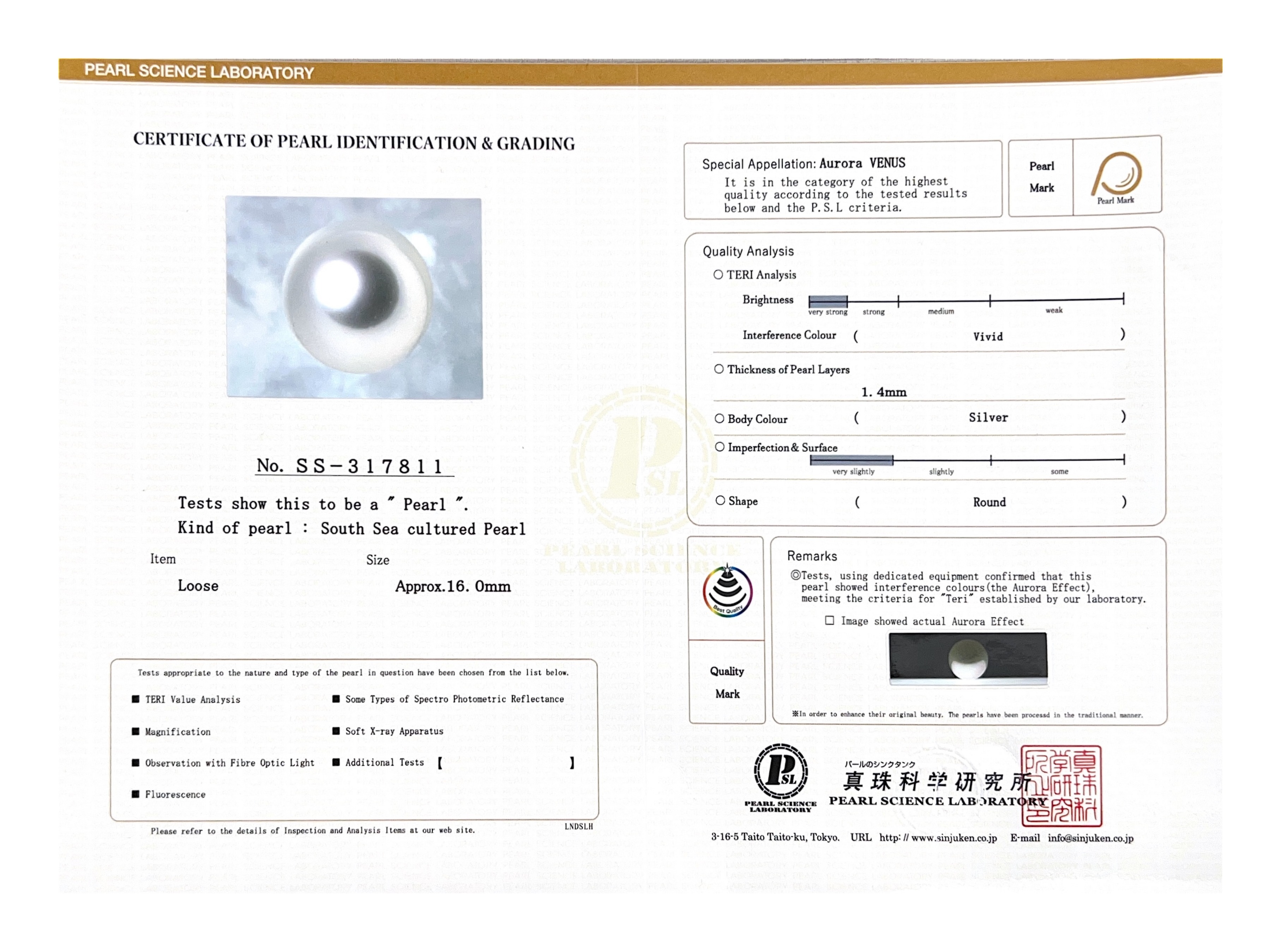 16mm White South Sea Loose Pearl - PSL Certified - Model Image